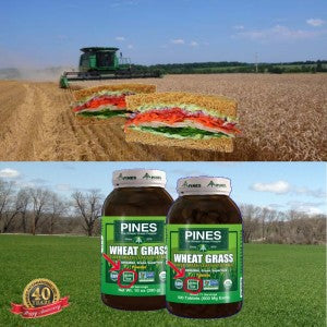 Gluten Free WheatGrass and Green Superfoods from Pines