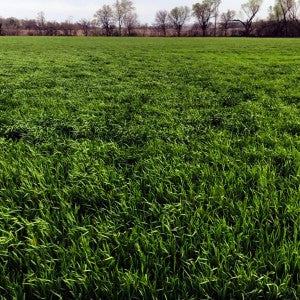 Real Wheatgrass Ready for Harvest in Spring
