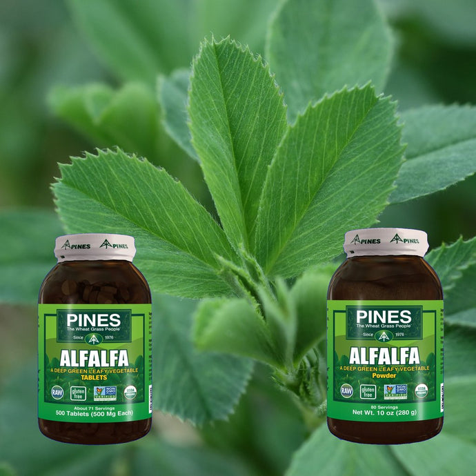 Alfalfa from Pines is the First Non-GMO Project Verified