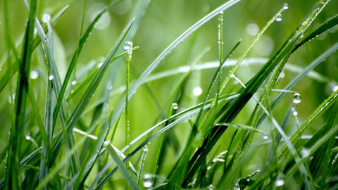 Close-up of green grass blades with morning dew