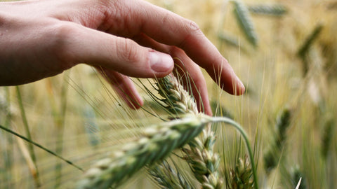 Hand brushing through a field of wheat