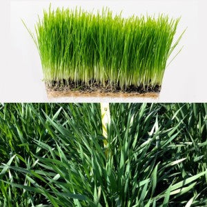 True Wheatgrass or Tray?  Should I Use "Fresh" Wheatgrass or Powder?