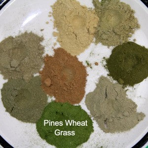 Pigments make PINES is the Greenest Super Food and Thus the Most Potent