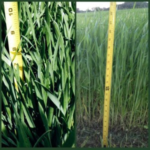 Kohler's Seminal Research on Stage of Growth for Cereal Grass