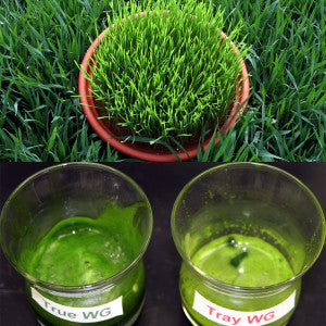 What is Wheatgrass?