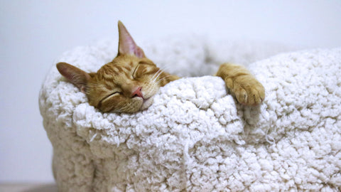 Sleep Better: Improve Your Sleep with These Simple Strategies