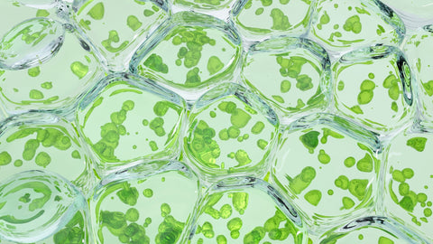 The Amazing Benefits of Chlorophyll: Nature's Green Powerhouse