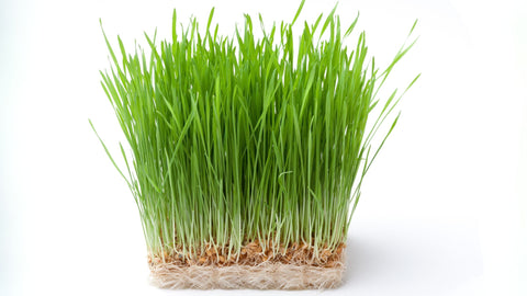 Tray Wheatgrass vs. True Wheatgrass: Clearing Up the Confusion