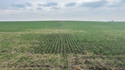 Jointing Stage Magic: The Short Window When Wheatgrass Nutrition Peaks