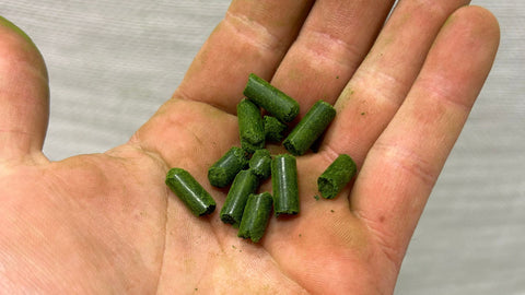 Harvesting Wheatgrass: Harnessing the Power of Green Nutrition