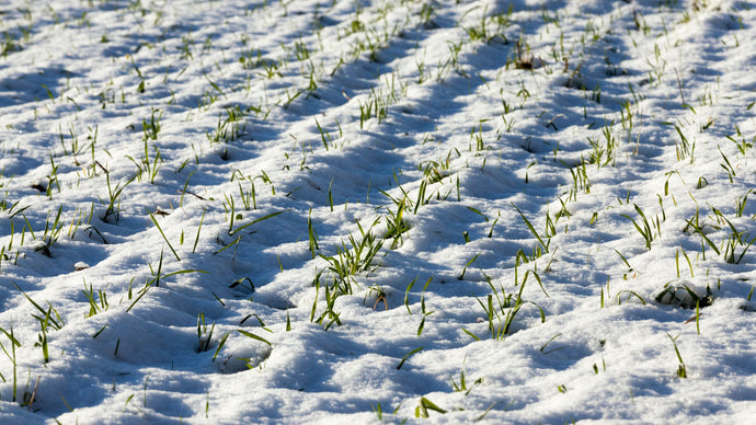 The Benefits of Growing Wheatgrass in Glacial Soils