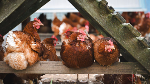 From Chickens to Champions: The Remarkable Dr. Charles Schnabel & Wheatgrass Research Origins