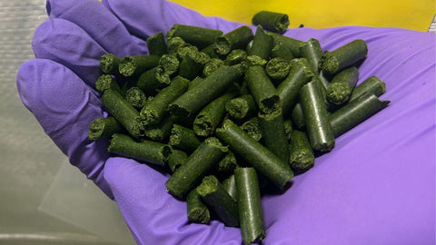 Harvesting Wheatgrass: Harnessing the Power of Green Nutrition
