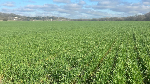 New Year Resolution: Add Greens, Not Another Supplement